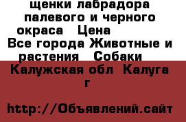 щенки лабрадора палевого и черного окраса › Цена ­ 30 000 - Все города Животные и растения » Собаки   . Калужская обл.,Калуга г.